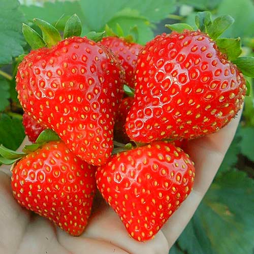 Земляника Свит Мери Xxl